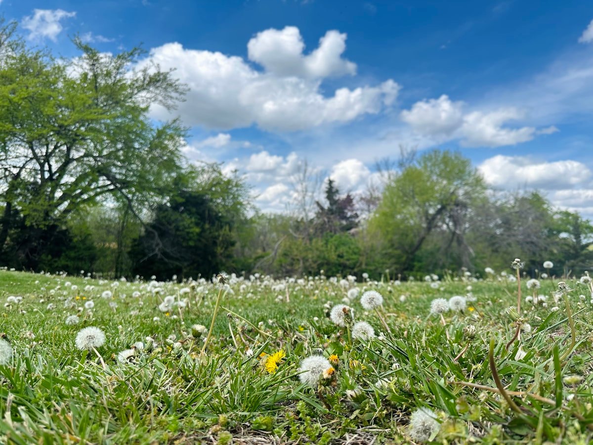 An overgrown, weedy lawn before Green Knack service