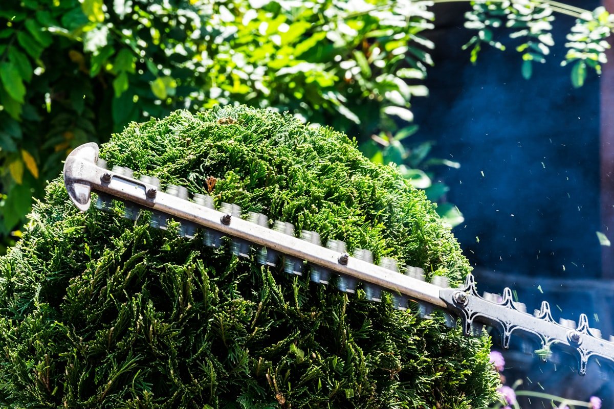 Hedge trimmer shaping a dense shrub to a clean, level line