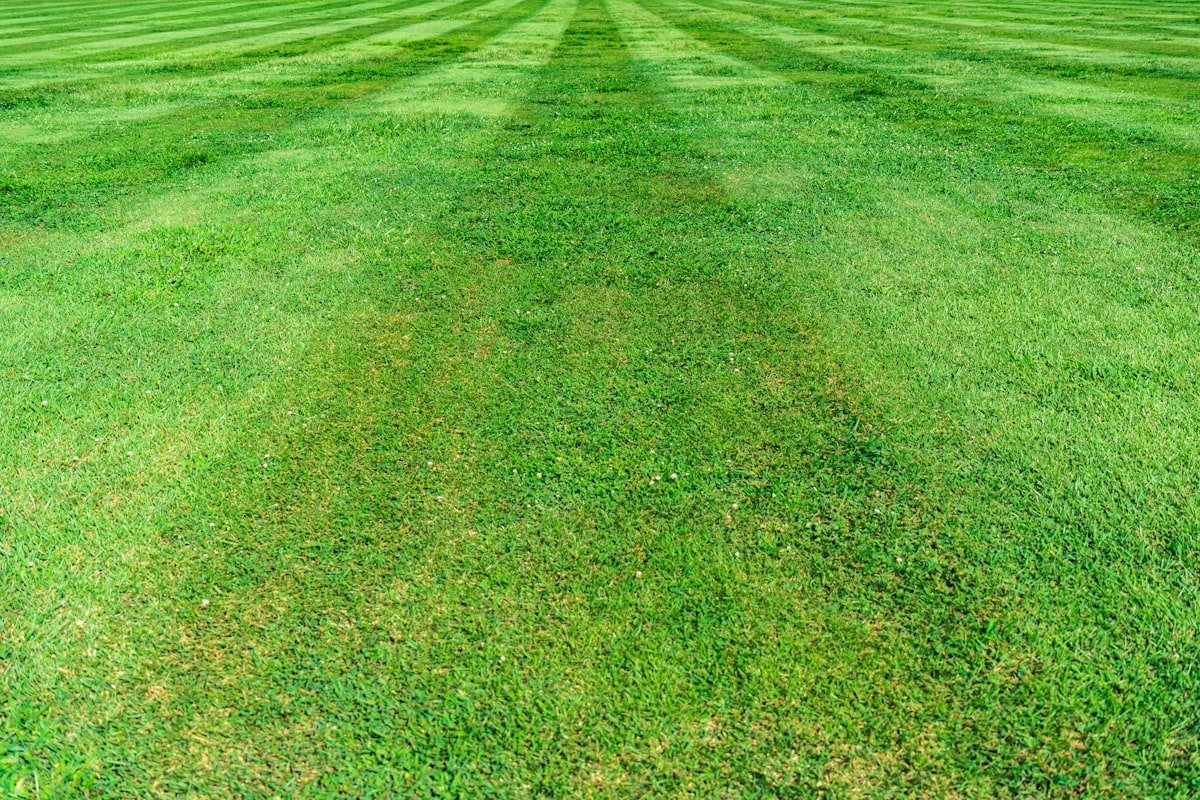 Freshly mowed lawn with crisp, even stripes